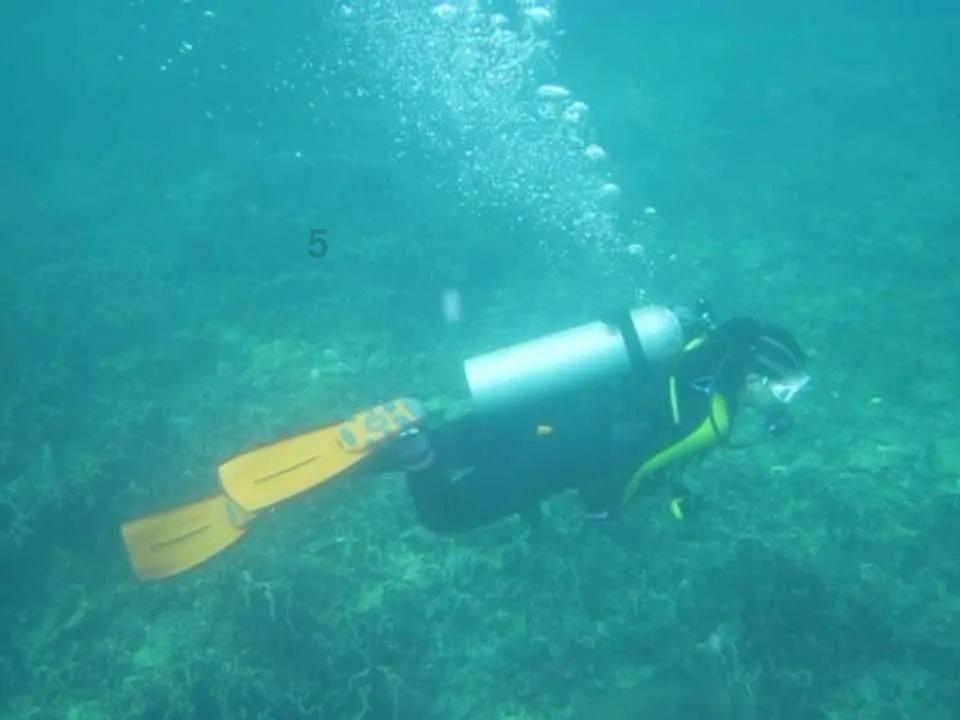 探索知识星球比格犬为什么不建议养,畅享精彩学习旅程